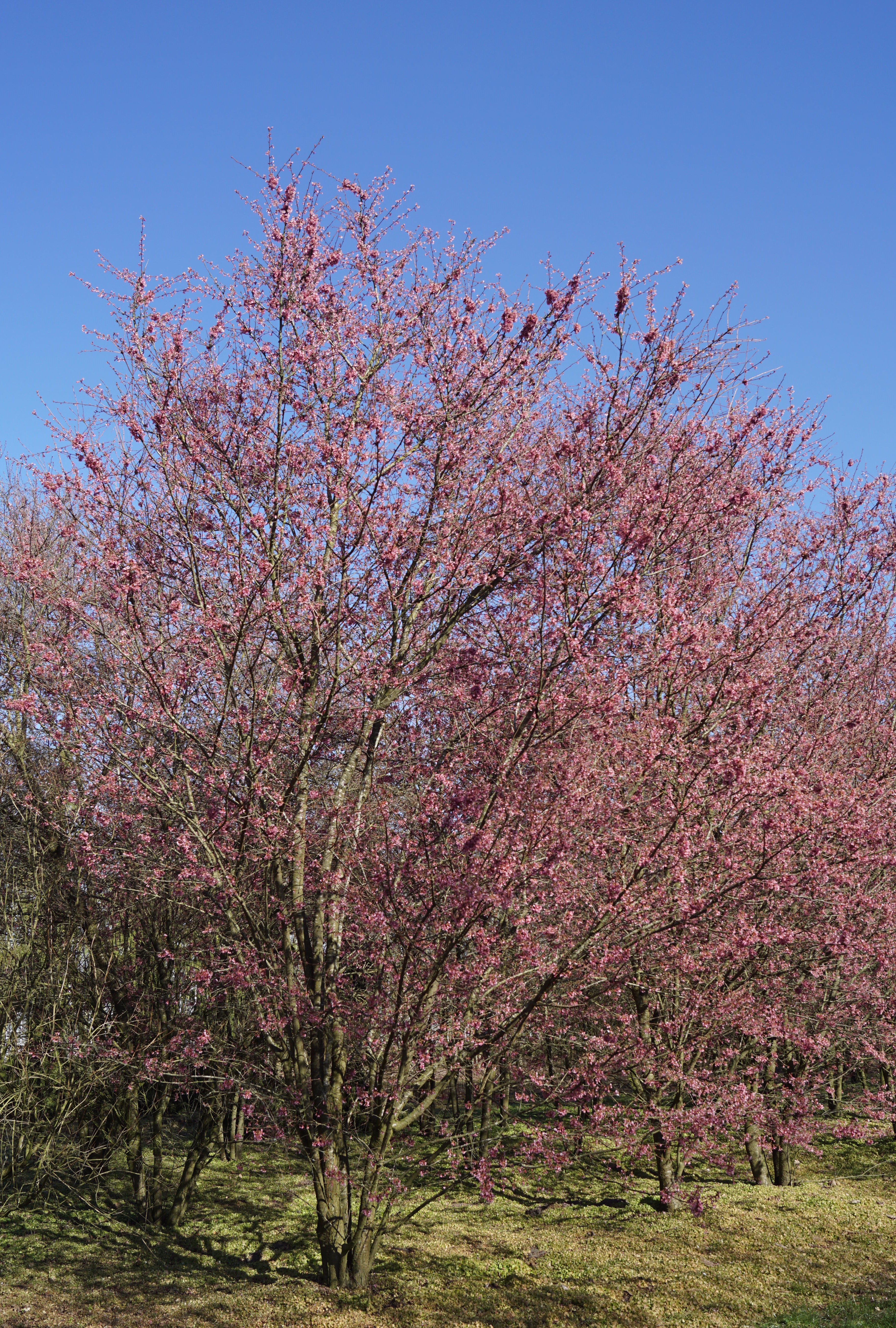 Prunus 'Okame' (4)